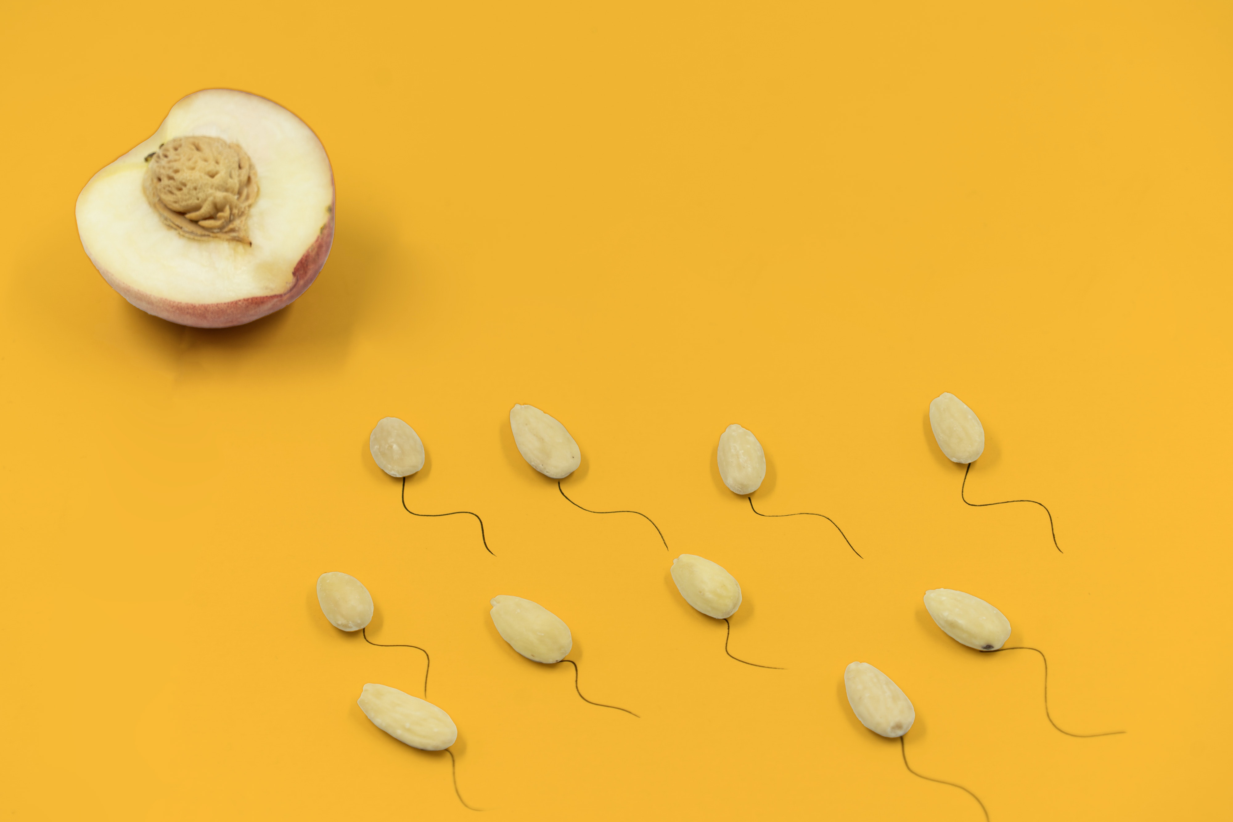 Sperm travelling towards an egg